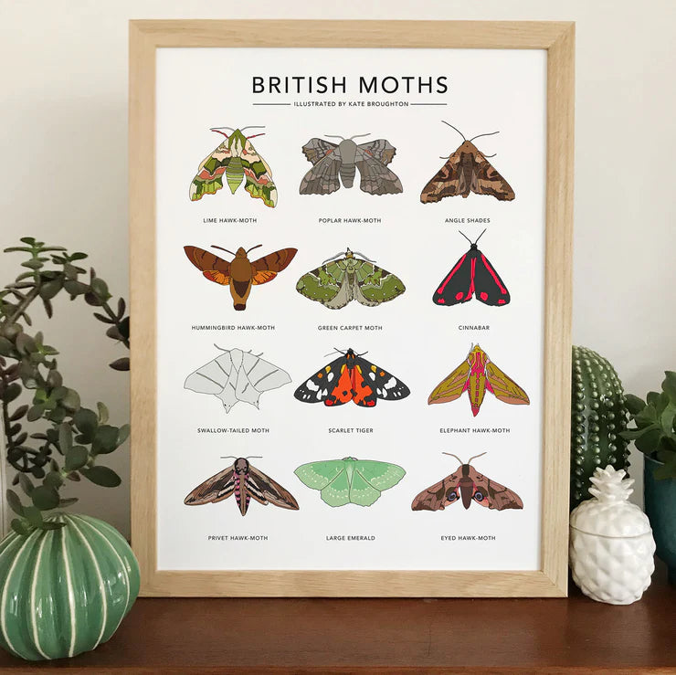 British Moths Print by Kate Broughton