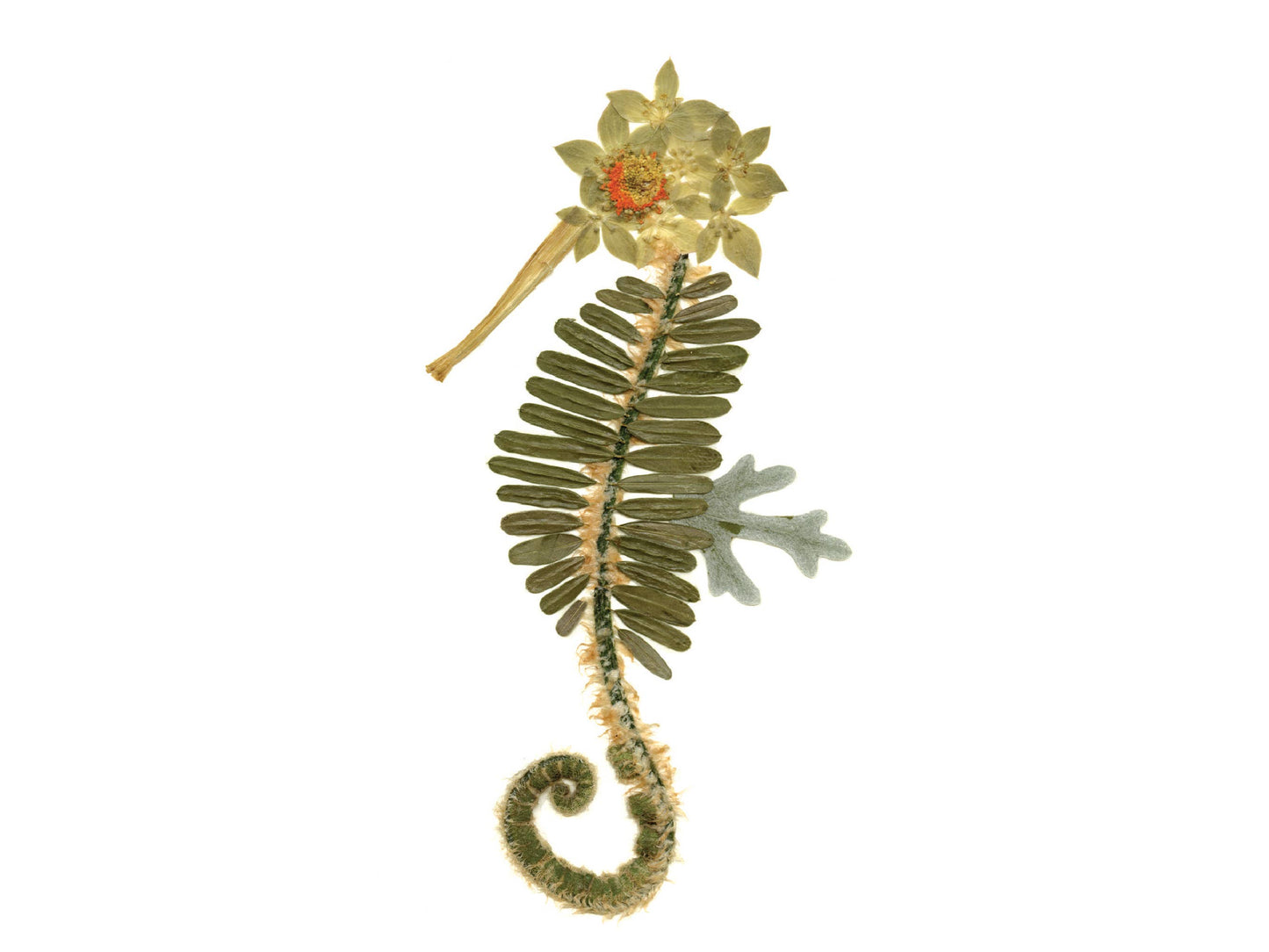 Seahorse